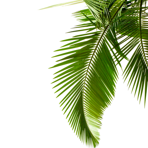 Leaf Sago Cycad Photography Arecaceae Palm Green Clipart