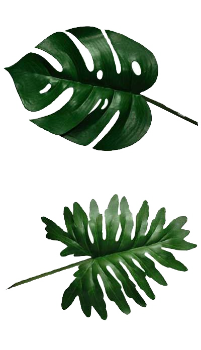 Cheese Plant Leaf Philodendron Swiss Banana Clipart