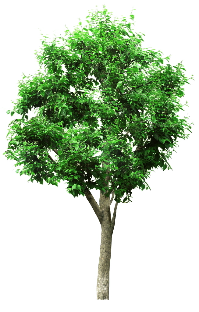 Linden Picture Material Tree Project Engineering Architectural Clipart