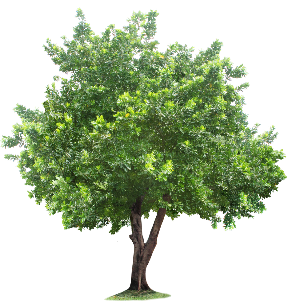 Root Tree Free Frame Clipart
