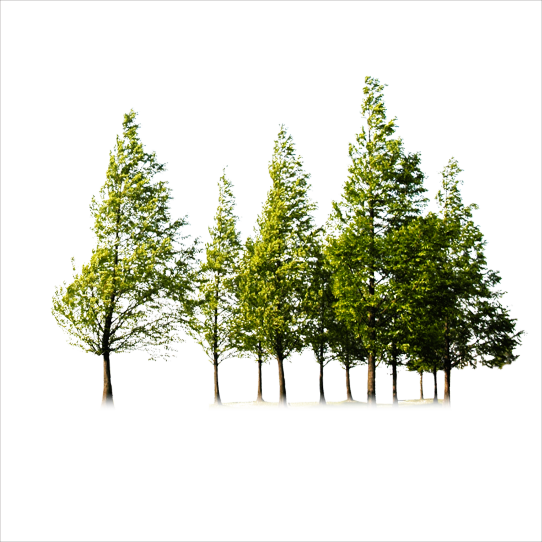 Tree Trees Free PNG HQ Clipart