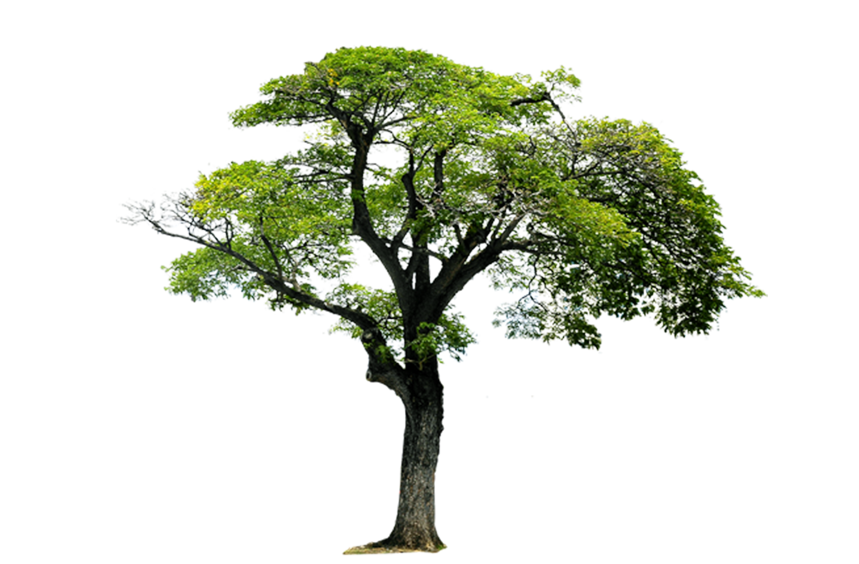 Monomer Trees,Trees,Landscape Styrene Butadiene 1,3-Butadiene Tree Acrylonitrile Clipart