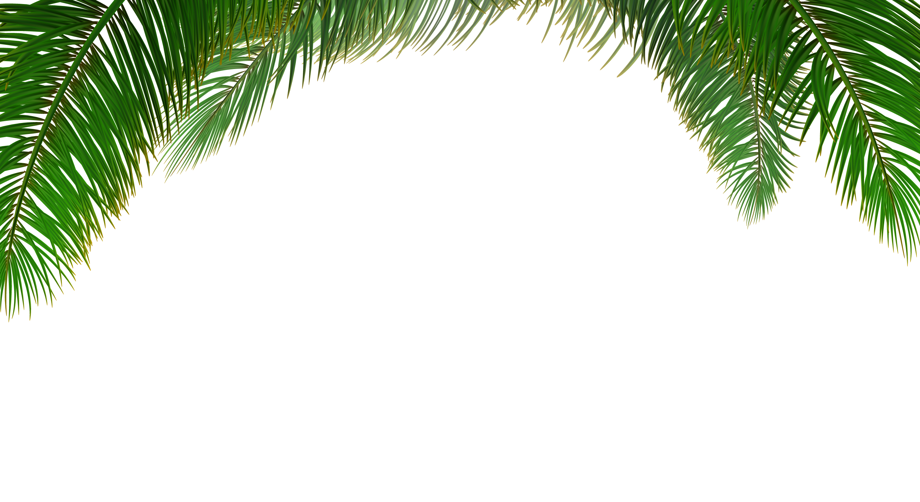Leaf Euclidean Tree Arecaceae Vector Palm Clipart