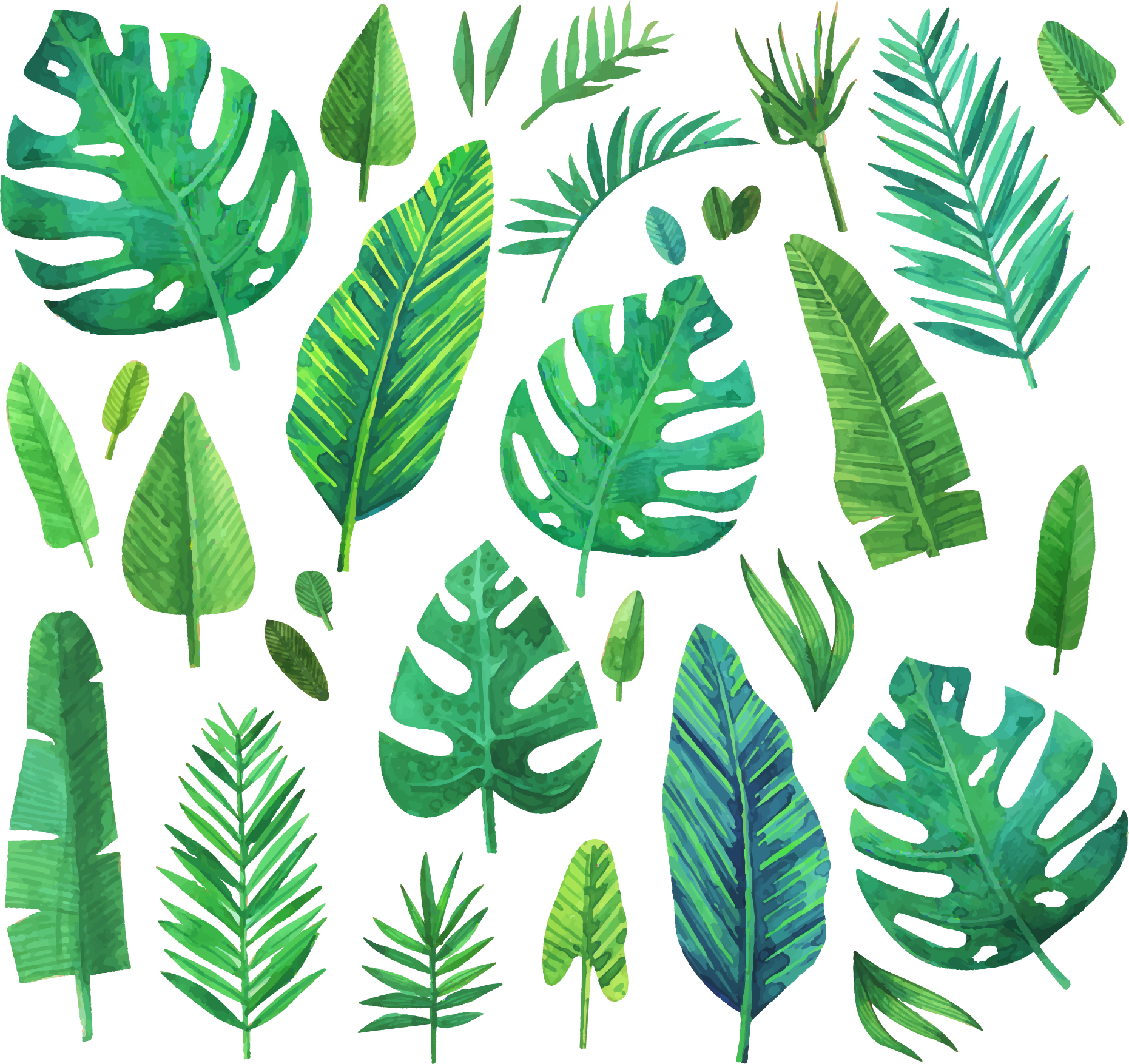 Plants Coniferous Leaf Watercolor Green Painting Clipart