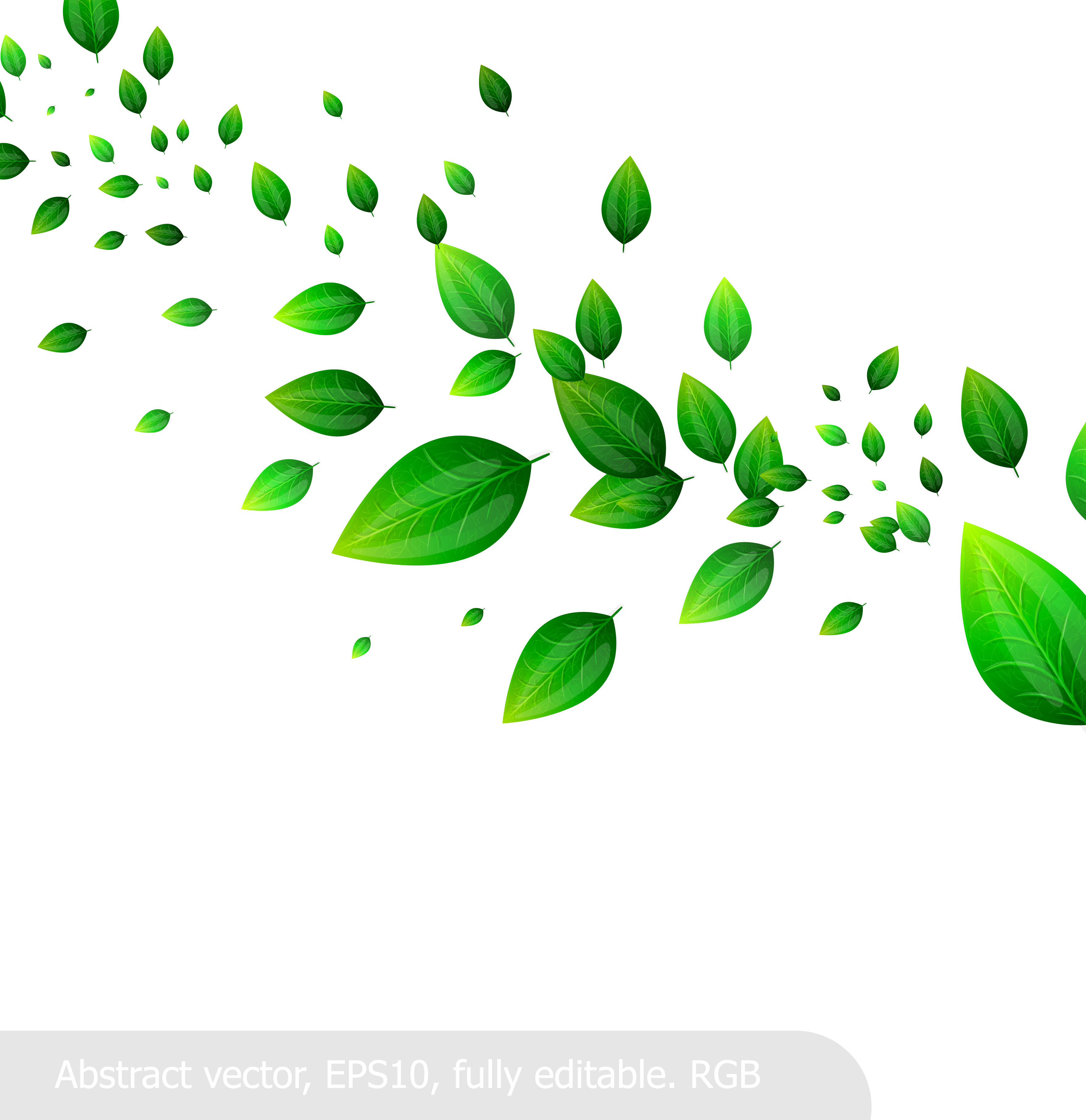 Leaf Leaves Material When Vector Green Fresh Clipart