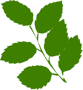 Leaf Green Leaves Vector Png Image Clipart