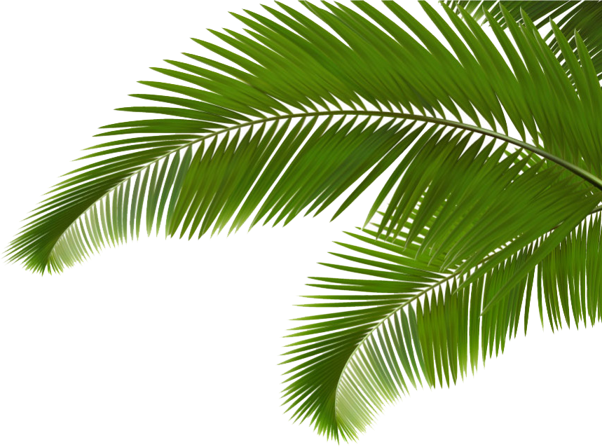 Coconut Leaf Frond Leaves Arecaceae Palm Branch Clipart