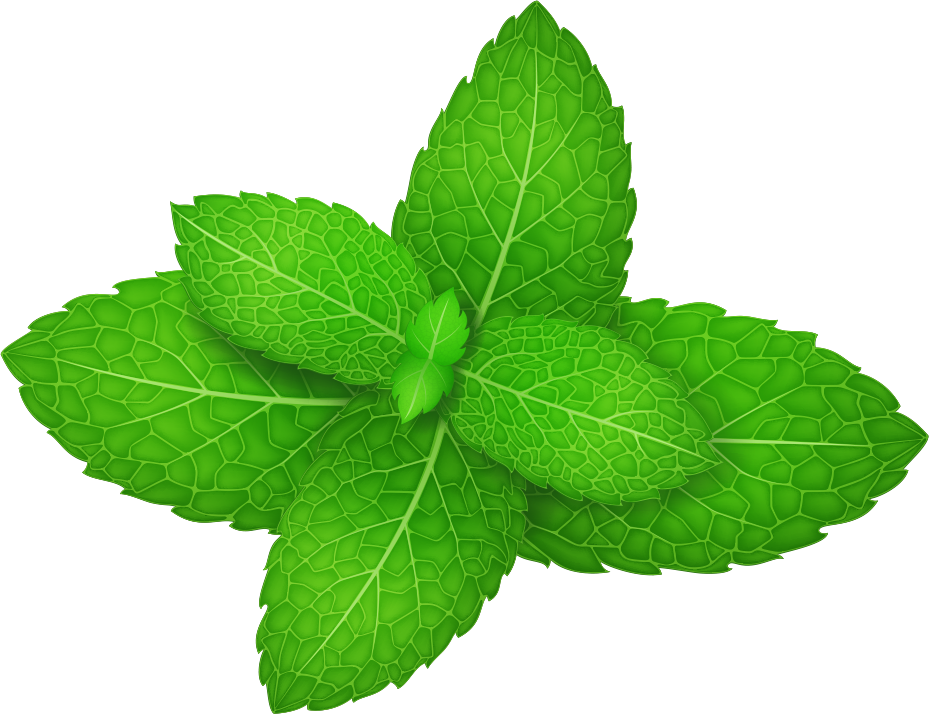 Mentha Leaf Herb Leaves Spicata Peppermint Vector Clipart