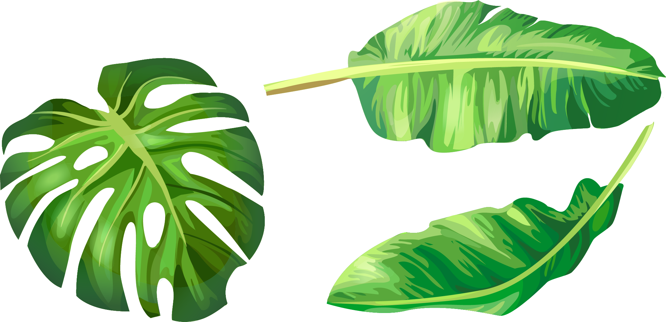 Leaf Leaves Illustration Euclidean Vector Green Banana Clipart