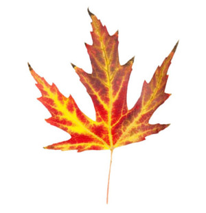 Free Fall Leaves Collections Hd Photos Clipart
