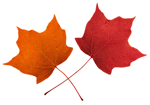 Fall Leaves Beautiful Autumn Free Download Png Clipart