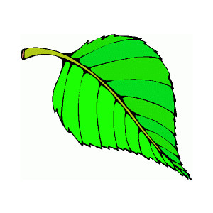 Leaf Leaves Graphics Images And Photos 3 Clipart