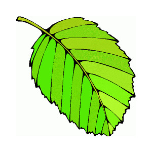 Green Leaves Images Images Clipart Clipart