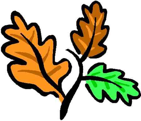 Set Of Leaves Png Image Clipart