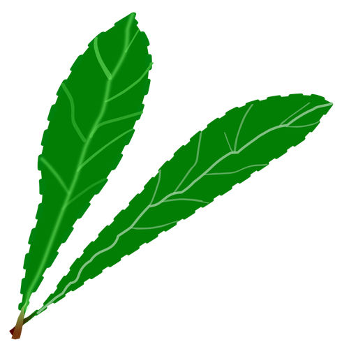 Green Leaves Pair Clipart