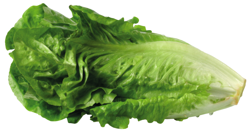 Lettuce Image Free Download Clipart