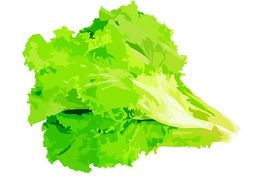 Leaf Lettuce Clipground Image Png Clipart