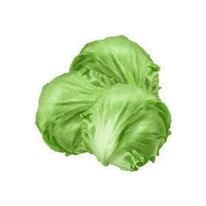 Lettuce Png Image Clipart