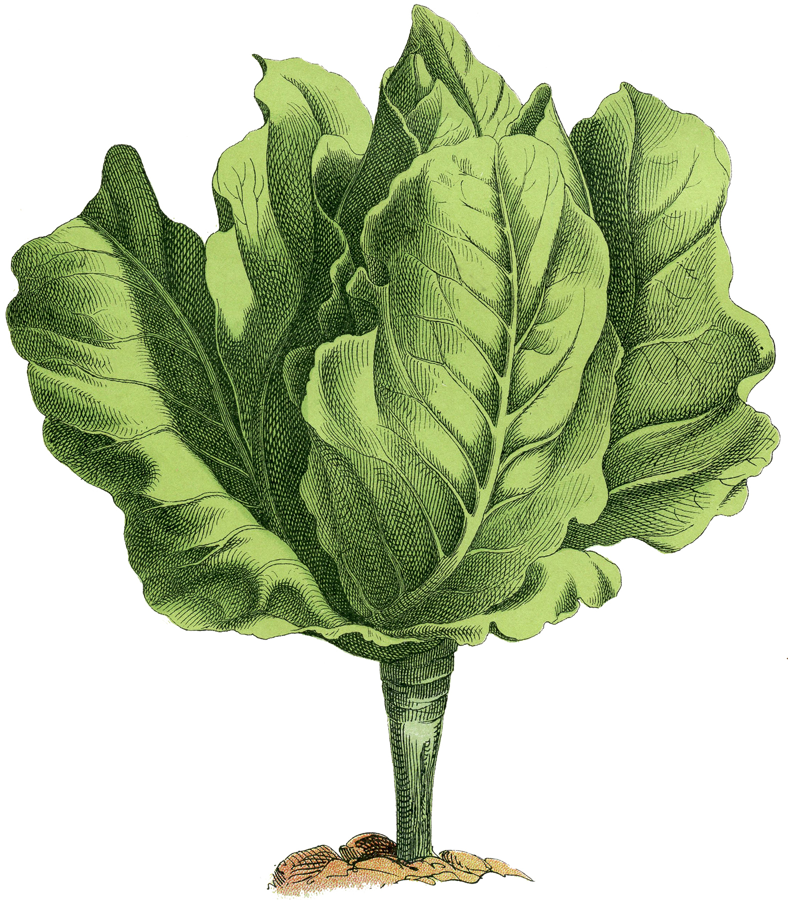 Lettuce Photo Png Image Clipart