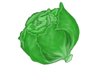 Head Of Lettuce Cute Free Download Clipart