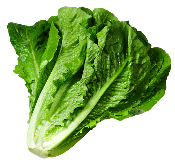 Lettuce Picture Cartoon Pictures And Download Png Clipart