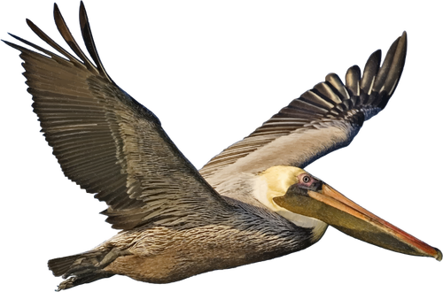 Brown Pelican In Flight Clipart