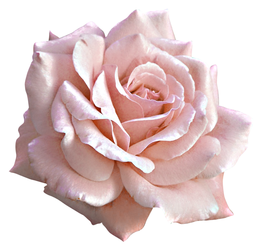 Pink Rose Large Flower Light Free Clipart HD Clipart