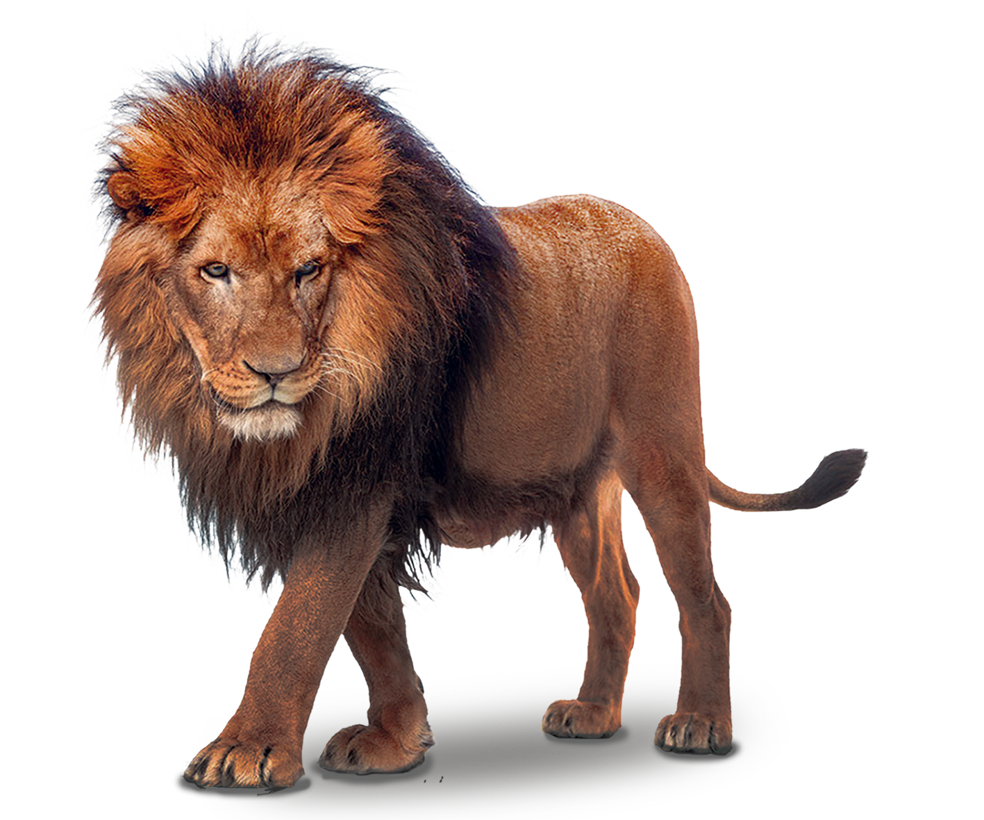 Lion PNG Image High Quality Clipart