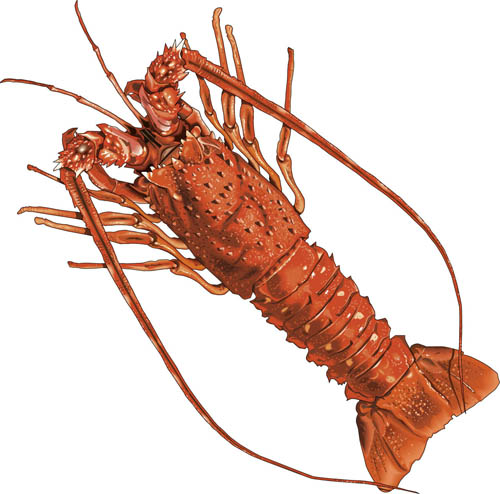 Florida Spiney Lobster Big Hd Photos Clipart
