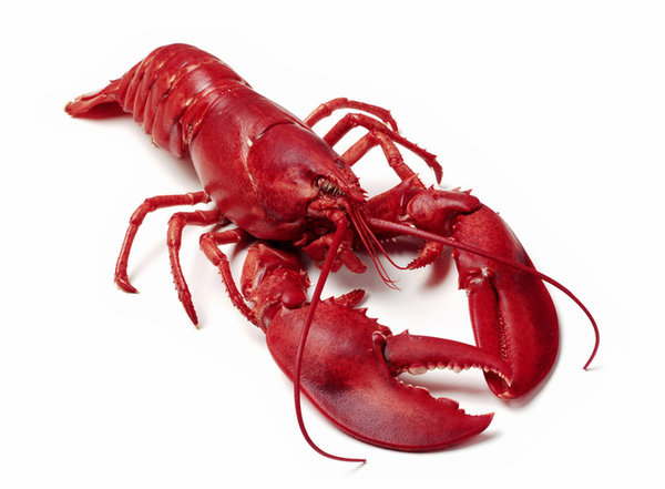 Boiled Lobster Images At Clker Vector Clipart