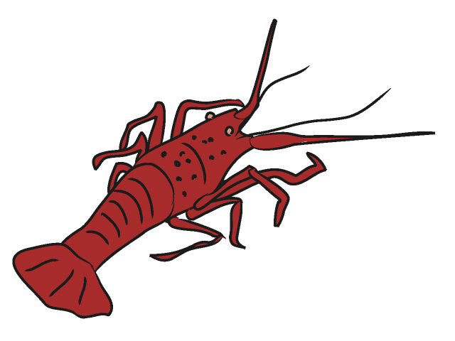 Lobster Animal For You Png Images Clipart
