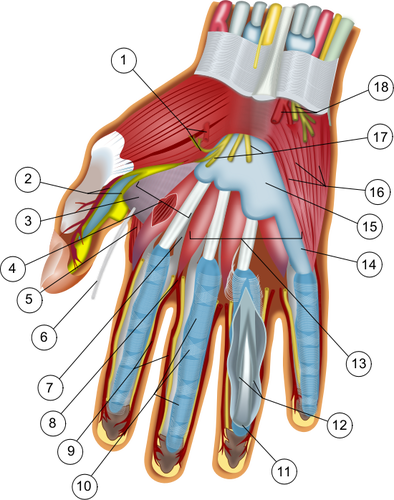 Anatomy Of The Hand Clipart