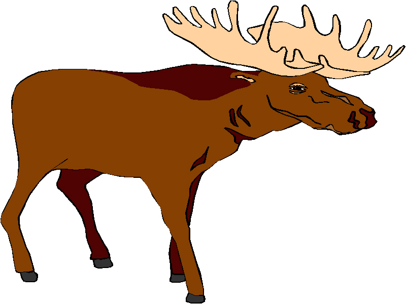 Free Moose Graphics Images And Photos 2 Clipart