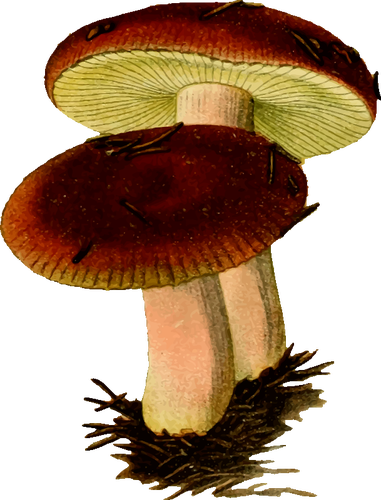 Poisonous Mushroom Clipart