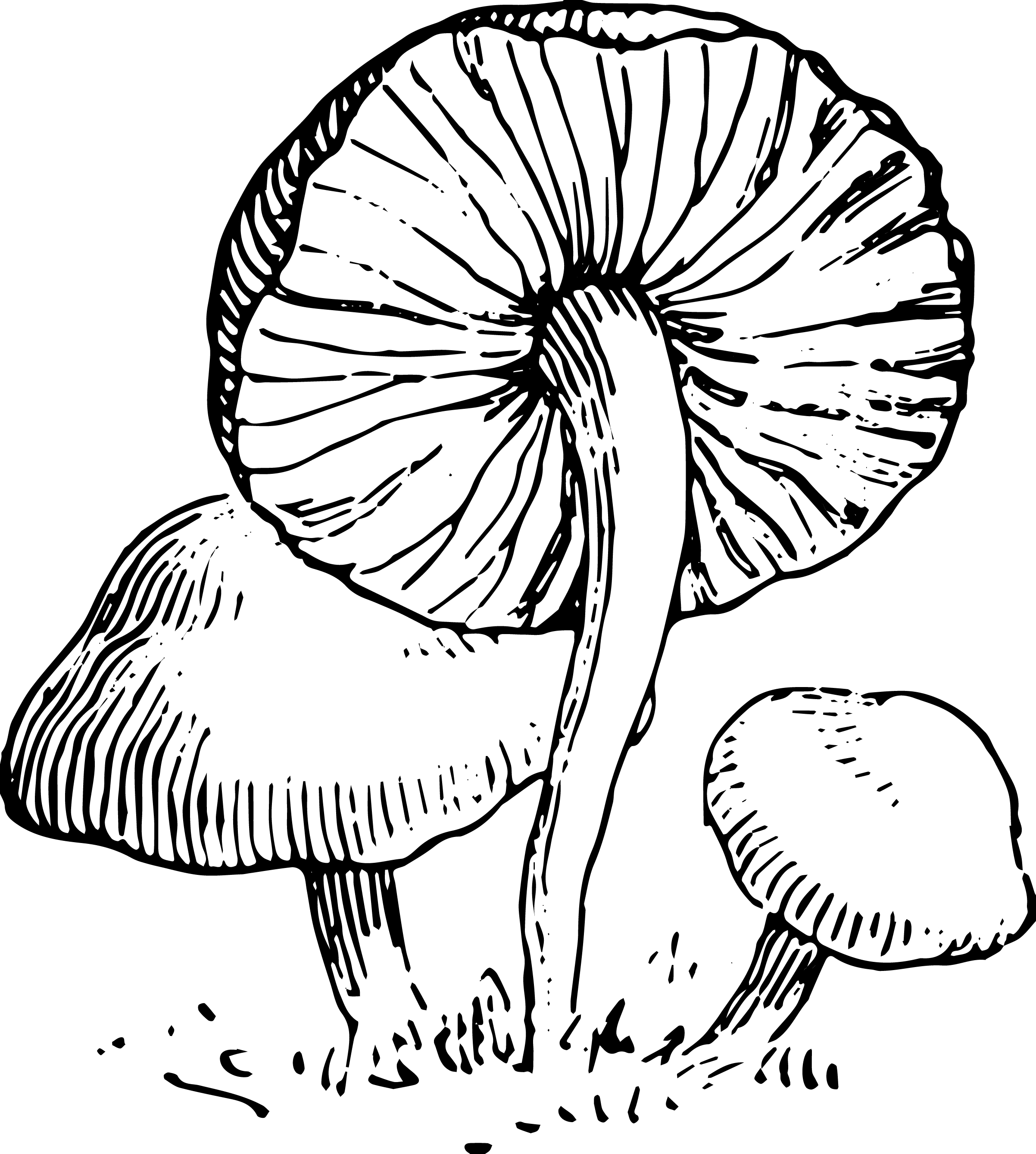 Mushroom To Use Clipart Clipart