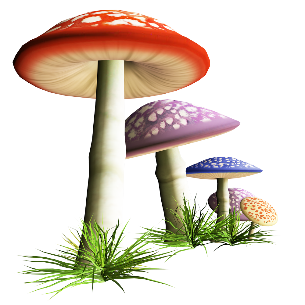 Fungus Mushroom Free HQ Image Clipart