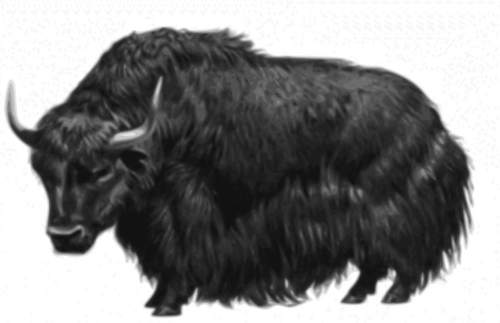 Of A Yak Clipart