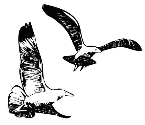 Herring Gulls Flying Up Clipart