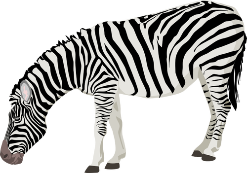 Of Photorealistic Zebra Clipart