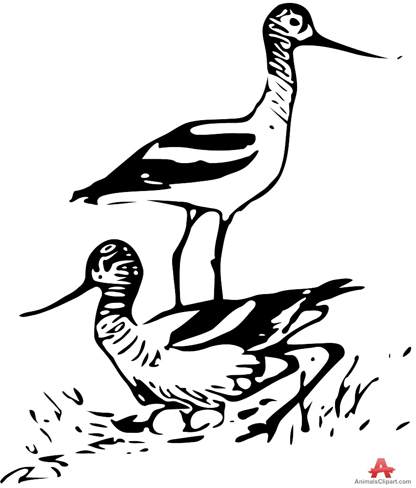 Avocet Birds In Nature Design Download Clipart