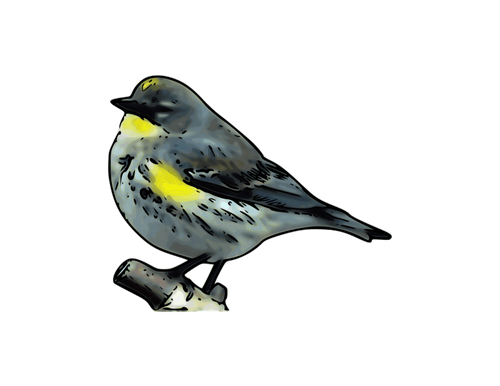 Warbler Trace Clipart