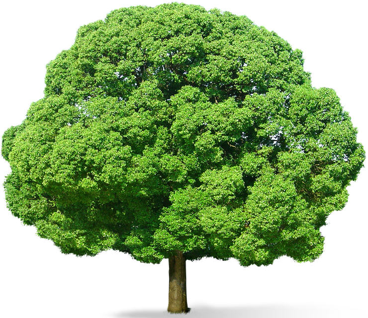Green Tree Picture PNG File HD Clipart