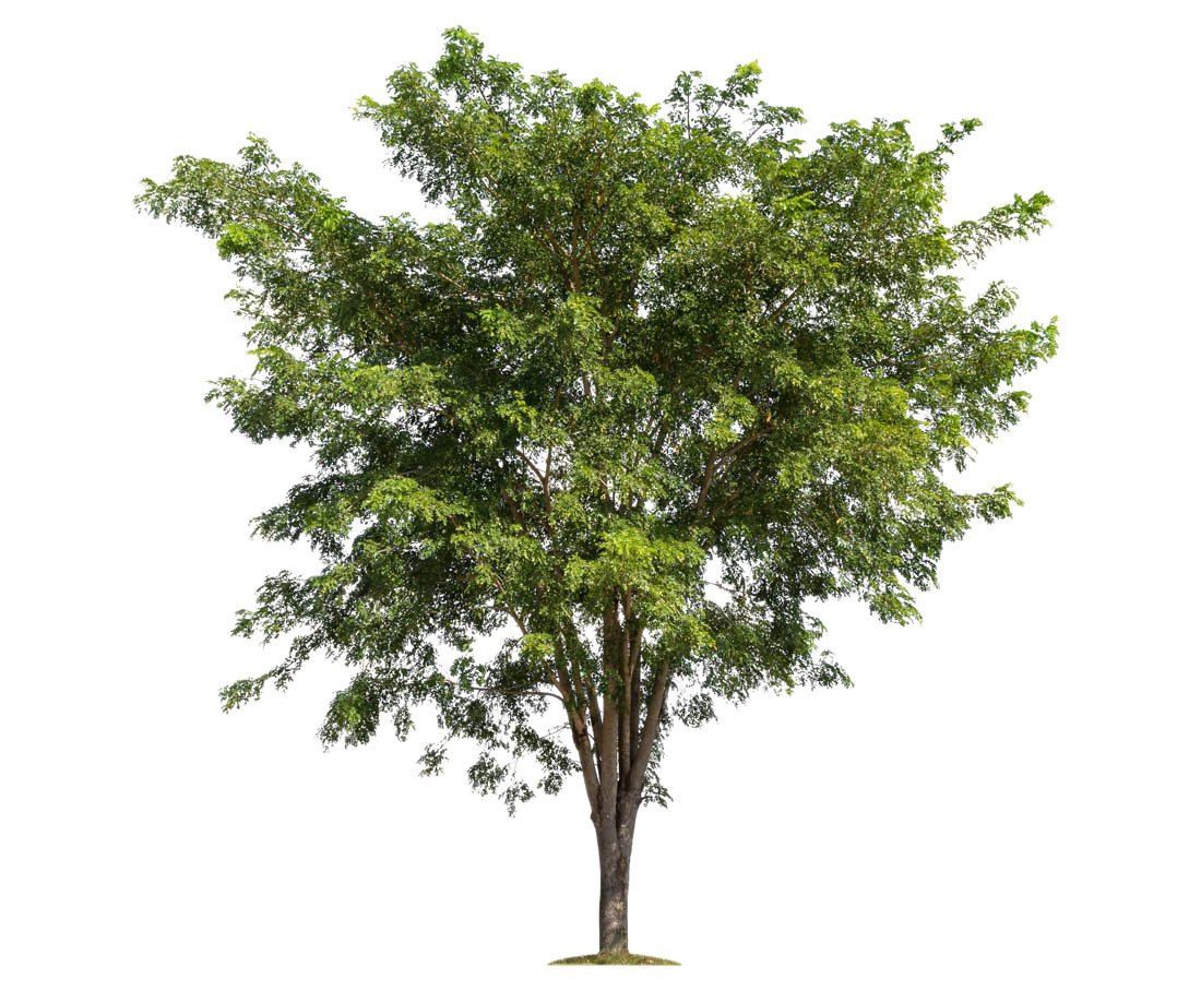 Lush Trees Tree Forest Branch Free Transparent Image HQ Clipart