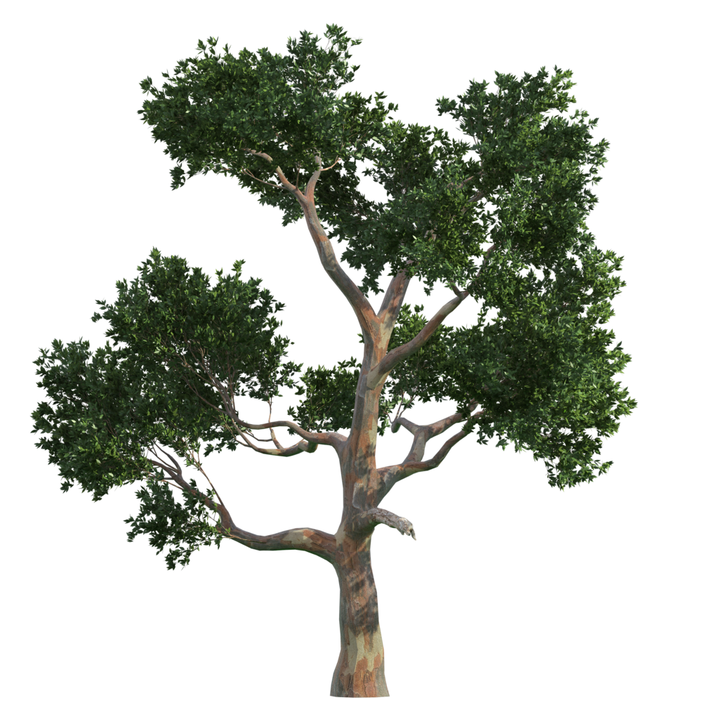 Trees Tree Vecteur Gratis PNG Image High Quality Clipart