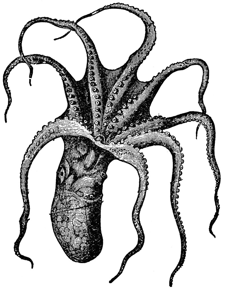 Octopus Etc Hd Image Clipart