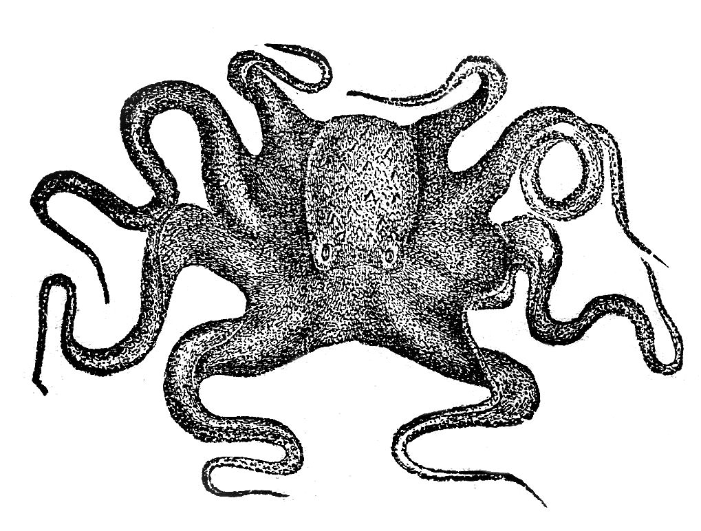 Octopus Black And White Kid Hd Photos Clipart