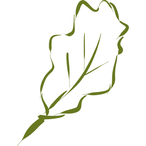 Hand-Drawn Image Of Oak Leaf Clipart