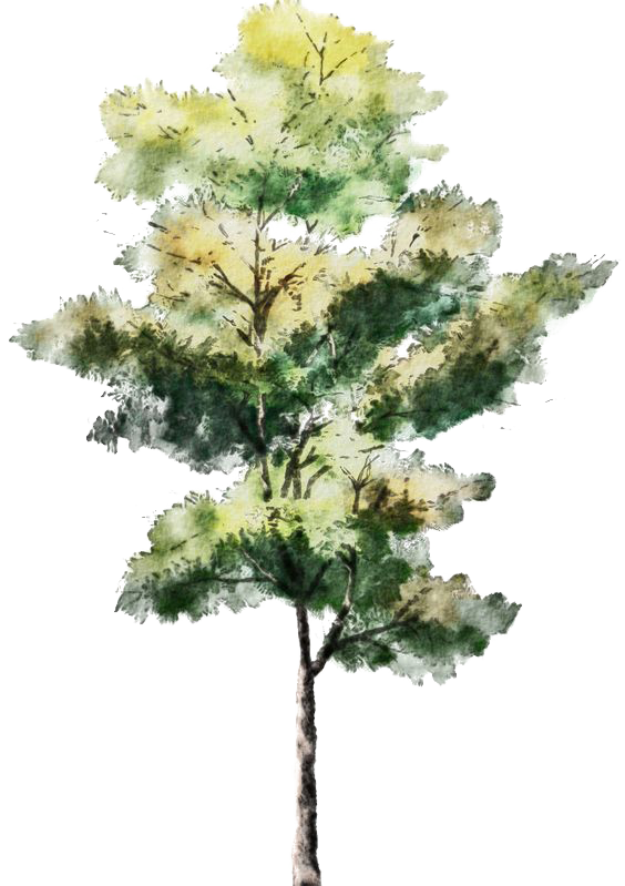 Sketch Tree Trees Watercolor Architecture Painting Drawing Clipart