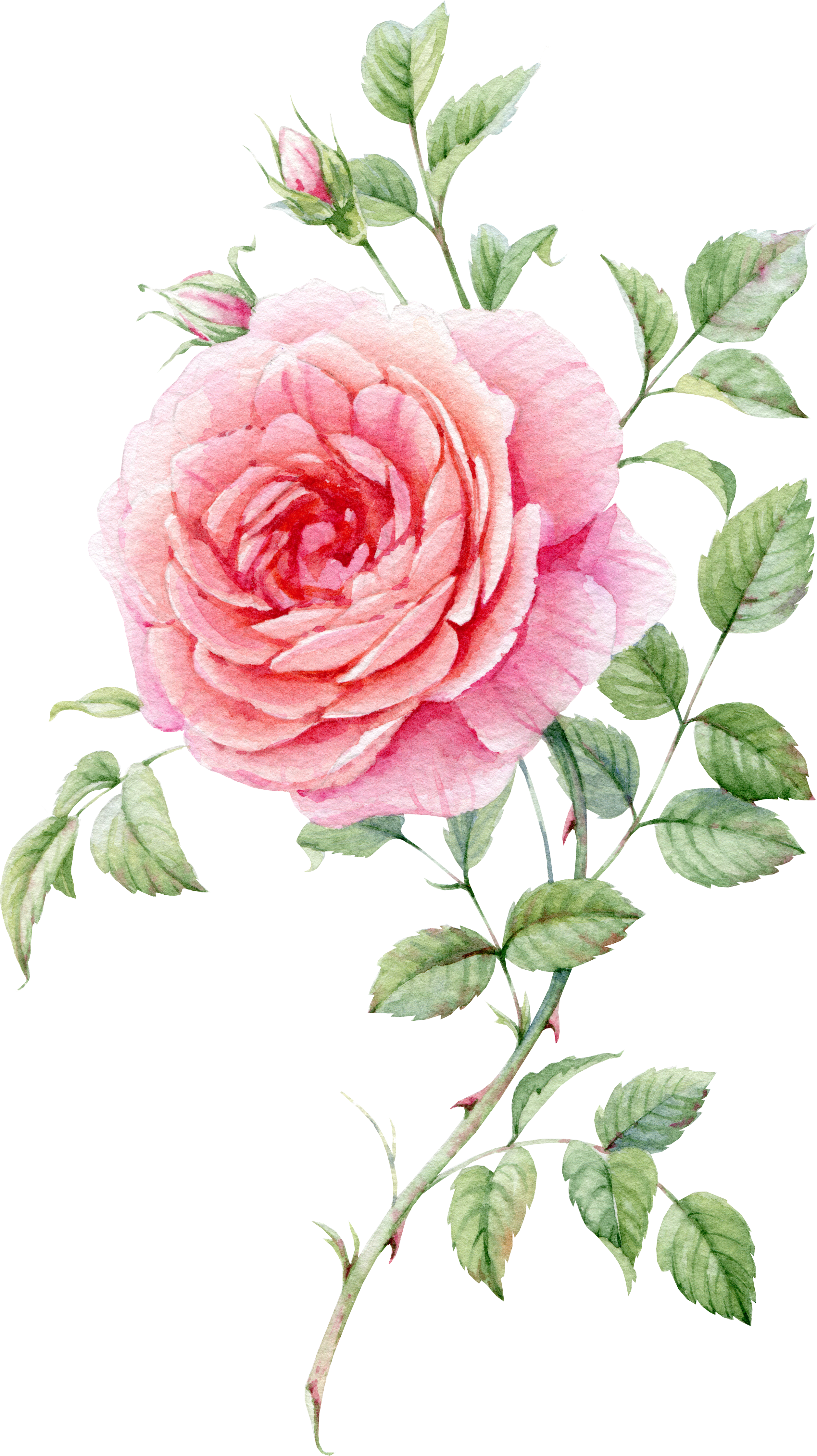 Pink Painted Life: Watercolor Roses Still Painting Clipart