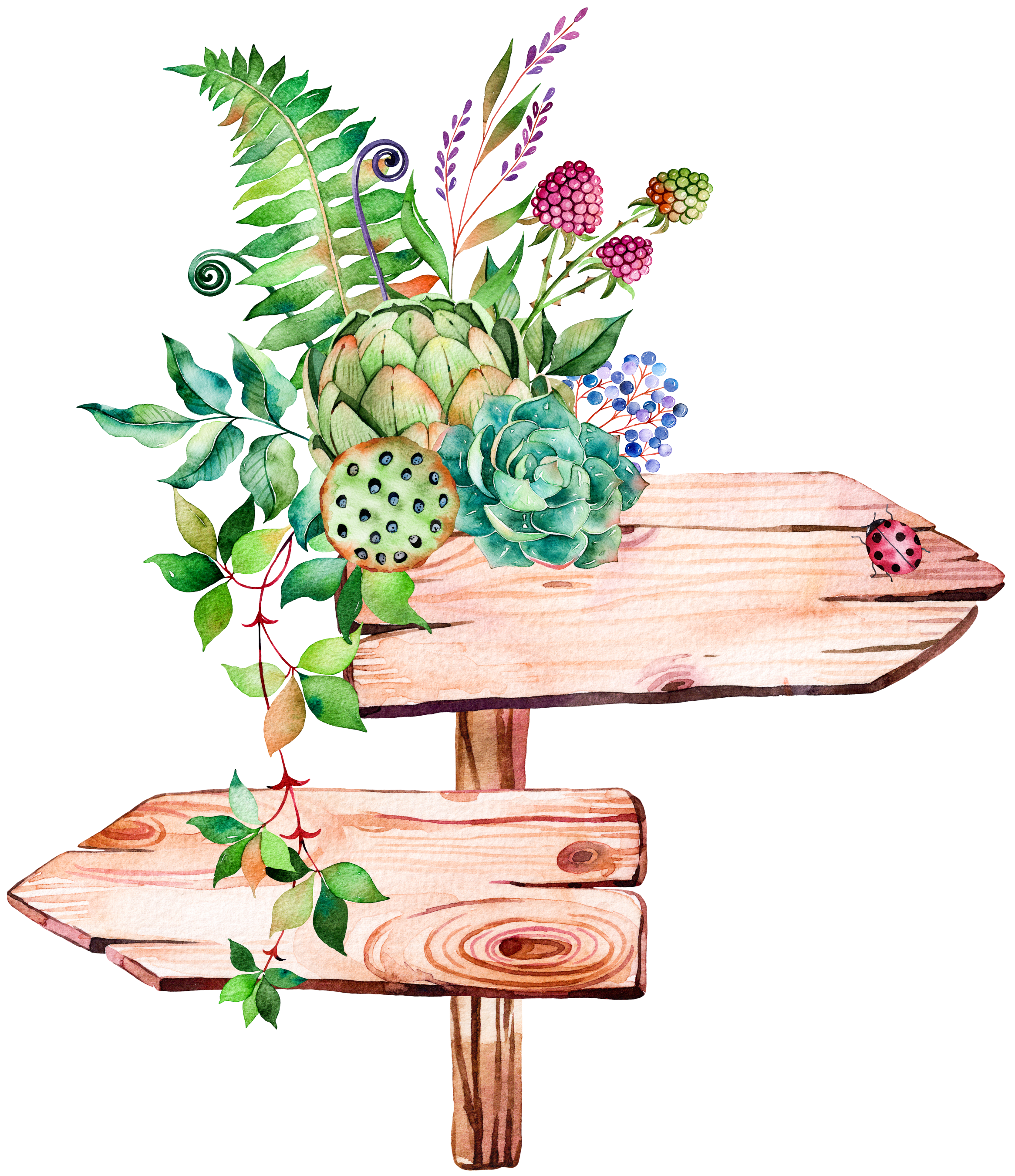 Succulent Plant Illustration Watercolor Signs Painting Hand-Painted Clipart